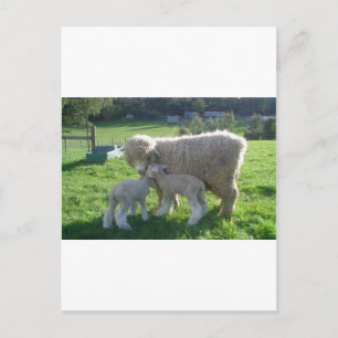 LITE LAMB VYKORT