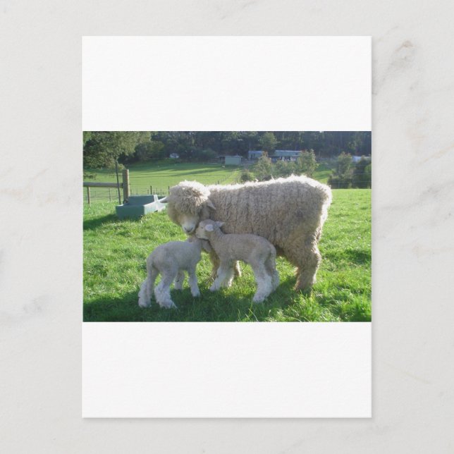 LITE LAMB VYKORT (Framsida)