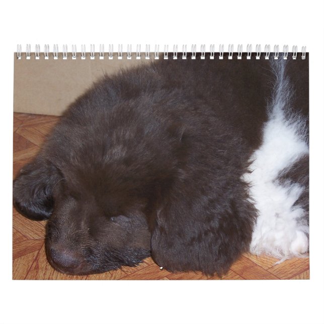 Lite Newfie flicka Kalender (Omslag)