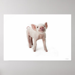 Lite Piglet Poster