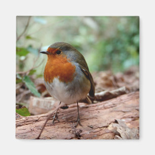 Lite Robin magnet