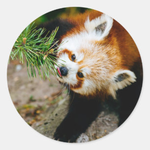 Lite röd Panda med fernen - djur fotografi Runt Klistermärke
