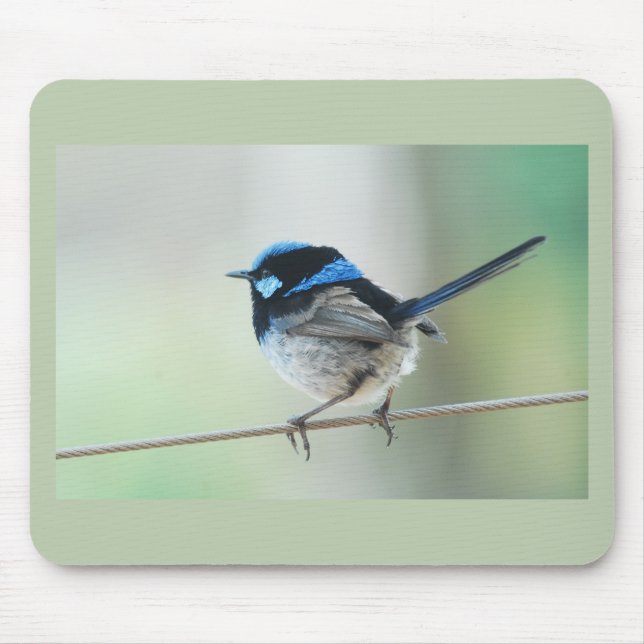 Lite superb blåttgärdsmyg (fairywren), Australien Musmatta (Framsidan)