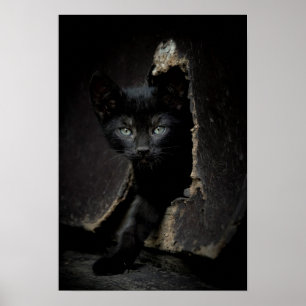Lite svart kattunge poster