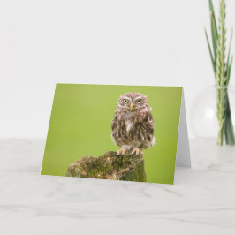 Lite ugglakort vid cARTerART Kort