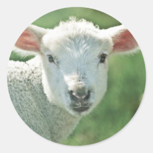 Lite vitLamb Runt Klistermärke