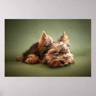 Lite Yorkie Poster