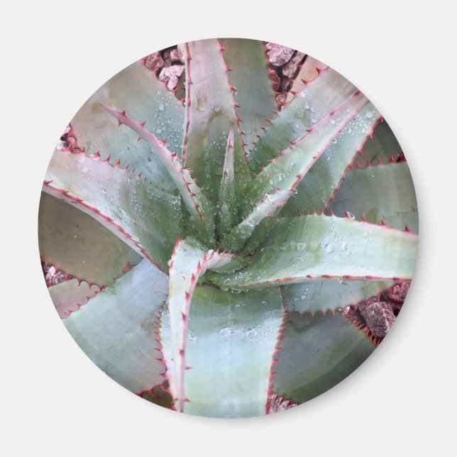 Liten agave magnet (Framsidan)