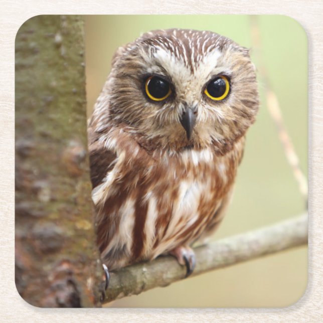 Liten babyuggla | Ontarios Underlägg Papper Kvadrat (Framsidan)