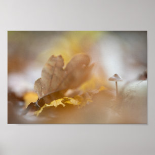 Liten bild av svampens natur poster
