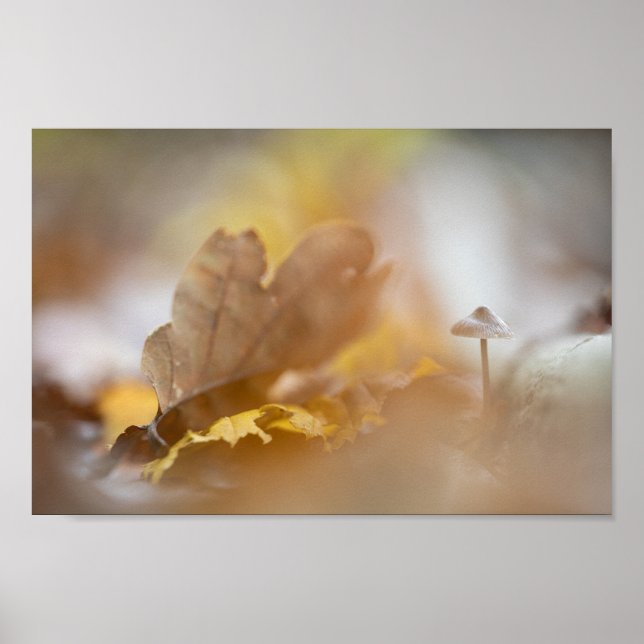 Liten bild av svampens natur poster (Framsidan)