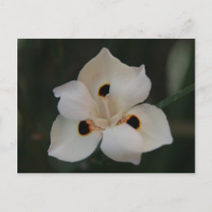 liten blomma vykort