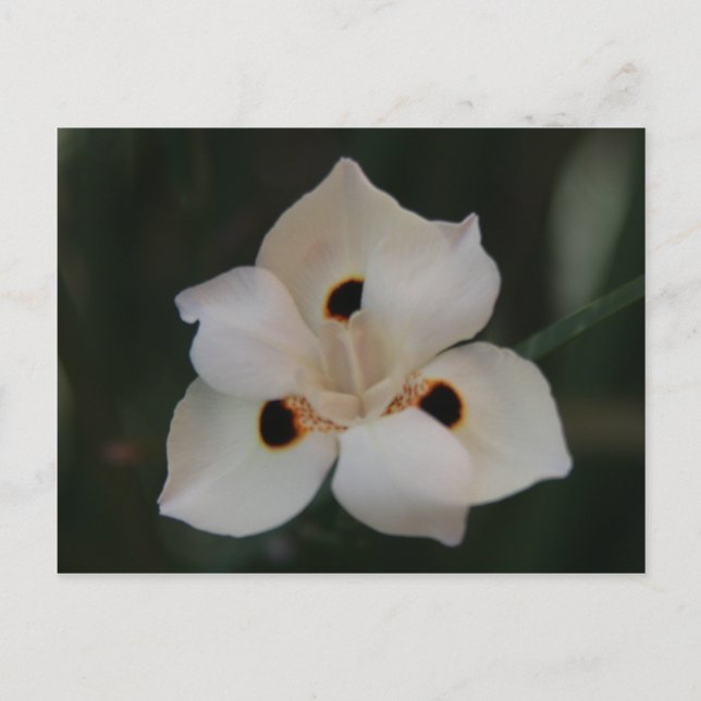 liten blomma vykort (Framsida)