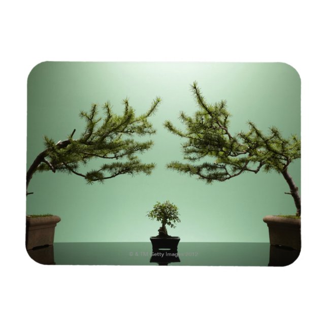 Liten bonsai träd mellan två stora bonsai träd magnet (Horisontell)