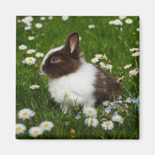 Liten Brown och White Bunny i Blommor Magnet