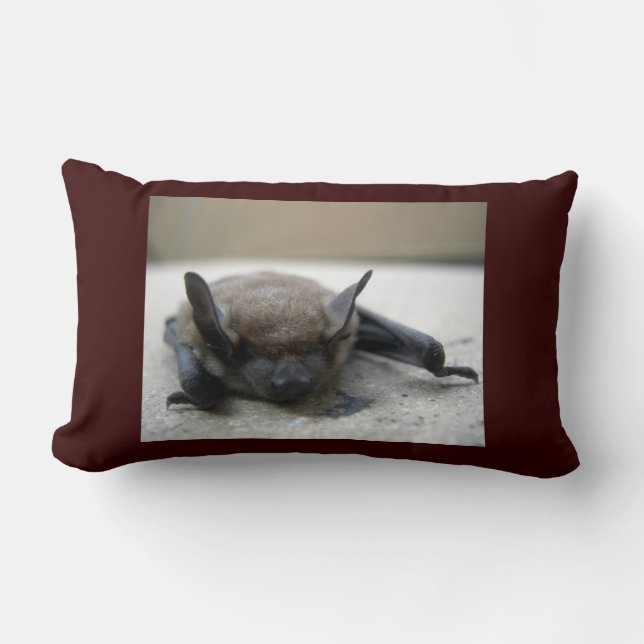 Liten brun fladdermus (Myotis lucifugus) Lumbarkudde (Framsida)