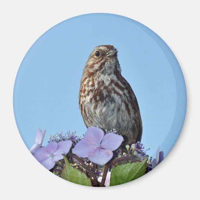 Liten brun sångfågel tryckt magnet (Framsidan)