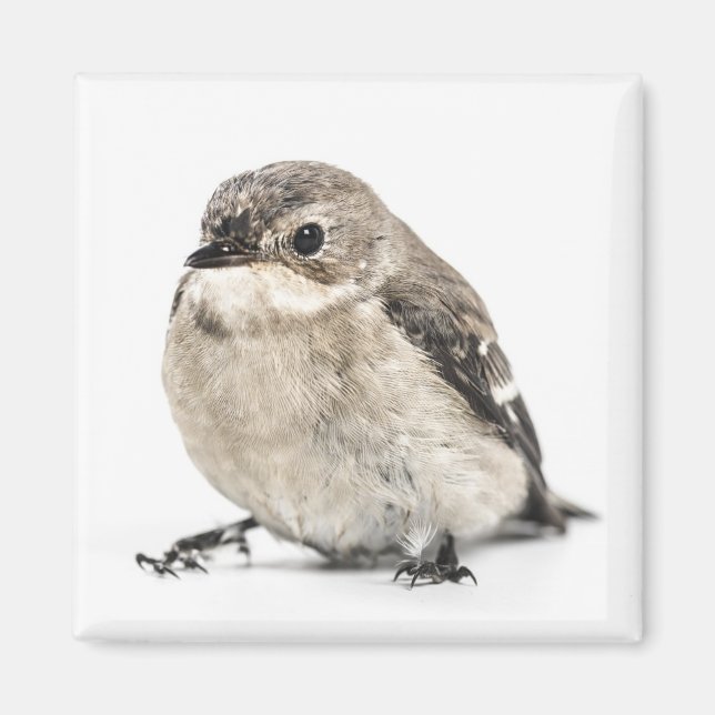 Liten Brun Trädgårdsfågel Foto Magnet (Framsidan)