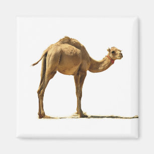 Liten camel. magnet