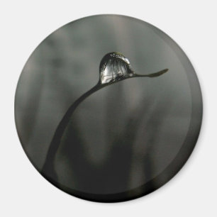 liten droppe magnet