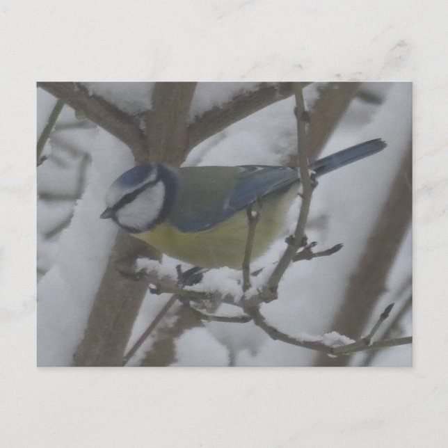 Liten fågel på nära håll i snö DIY vykort (Framsida)