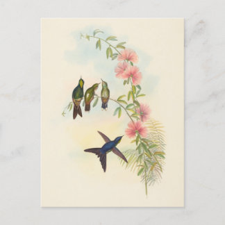 Liten fakturerad Thornbill | John Gould Vykort