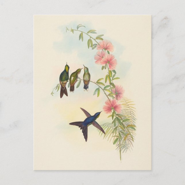 Liten fakturerad Thornbill | John Gould Vykort (Framsida)