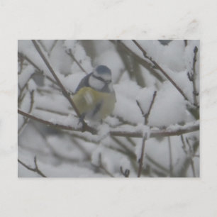 Liten färgglad fågel i snö DIY vykort