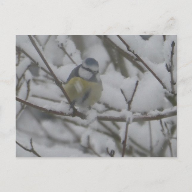 Liten färgglad fågel i snö DIY vykort (Framsida)