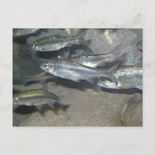 liten fisk vykort