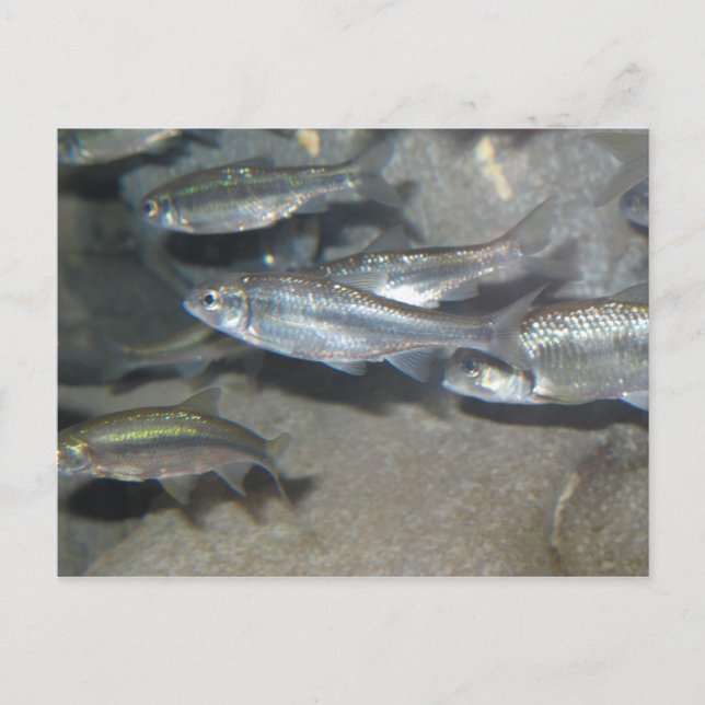 liten fisk vykort (Framsida)