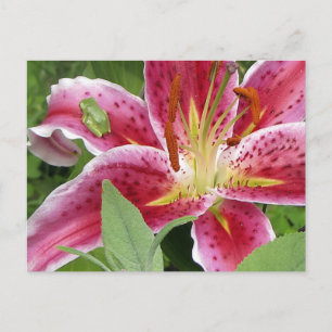 Liten Grönt Frog på Stargazer Lily Vykort