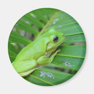 Liten Grönt groda Magnet