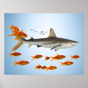 “Liten guldfisk, stor hajenergi” Poster