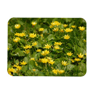 Liten gult-blommor-in-gräs1957 NATURE FLOWERS Y Magnet