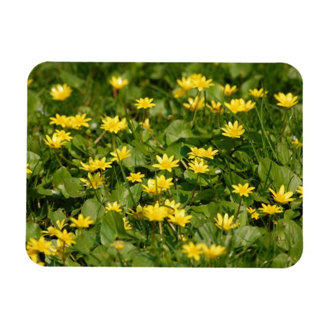 Liten gult-blommor-in-gräs1957 NATURE FLOWERS Y Magnet (Horisontell)