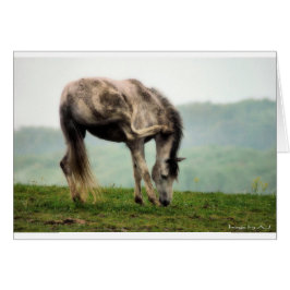 Liten häst hälsningskort