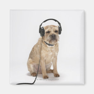 Liten hund som ha på sig hörlurar magnet