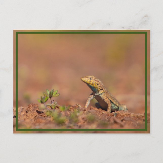 liten kille vykort (Framsida)