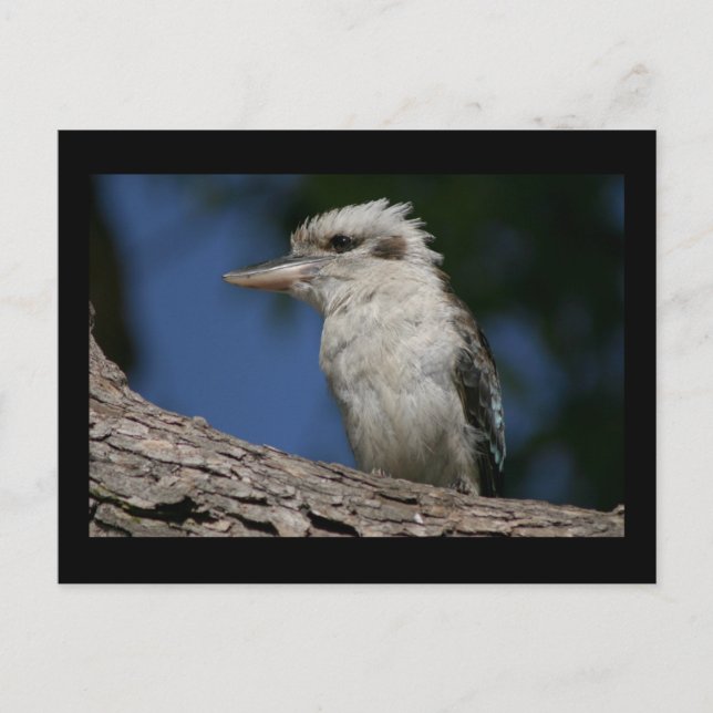 Liten kookaburra vykort (Framsida)