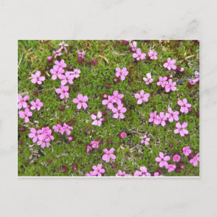 Liten Lila Alaska Flower Vykort