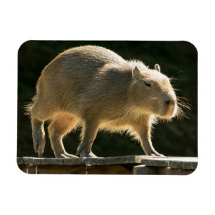 Liten magnet för Capybara