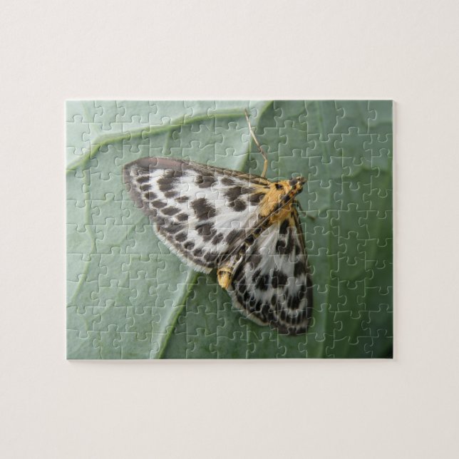Liten magpie Moth Puzzle Pussel (Horisontell)