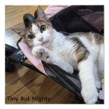 Liten men mäktig kattkonsttryck--Dainty Doll