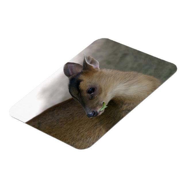 Liten muntjak magnet (Vänstra Sidan)