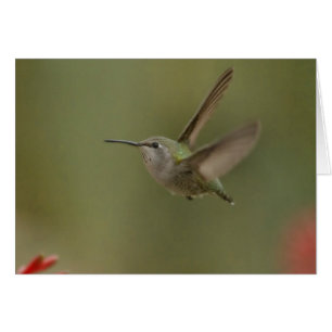 Liten och mäktig hummingbird hälsningskort