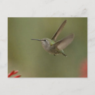 Liten och mäktig hummingbird vykort