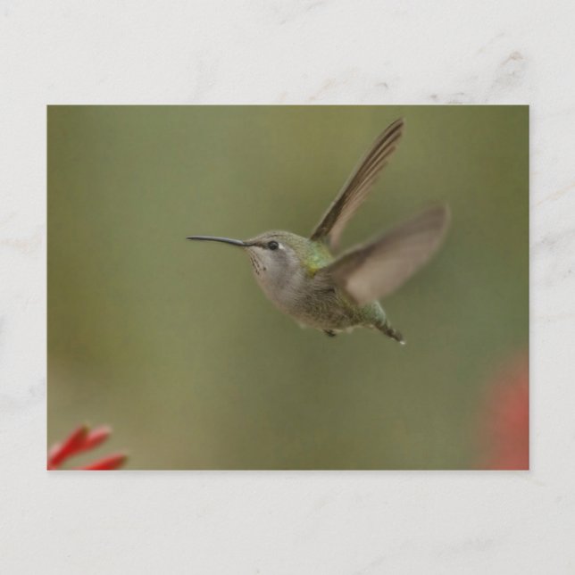 Liten och mäktig hummingbird vykort (Framsida)