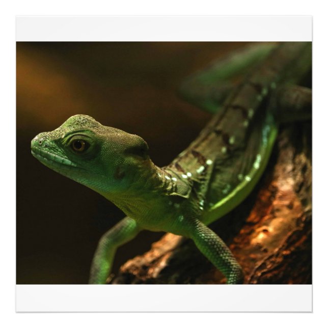 Liten ödla fototryck (Framsidan)