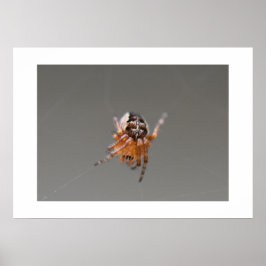 Liten orange söt spindel poster